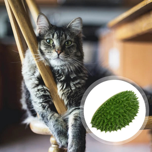 Fruit Molding Scratcher Cat Shelf Massage Comb Cartoon Cat Brush Cat Supply